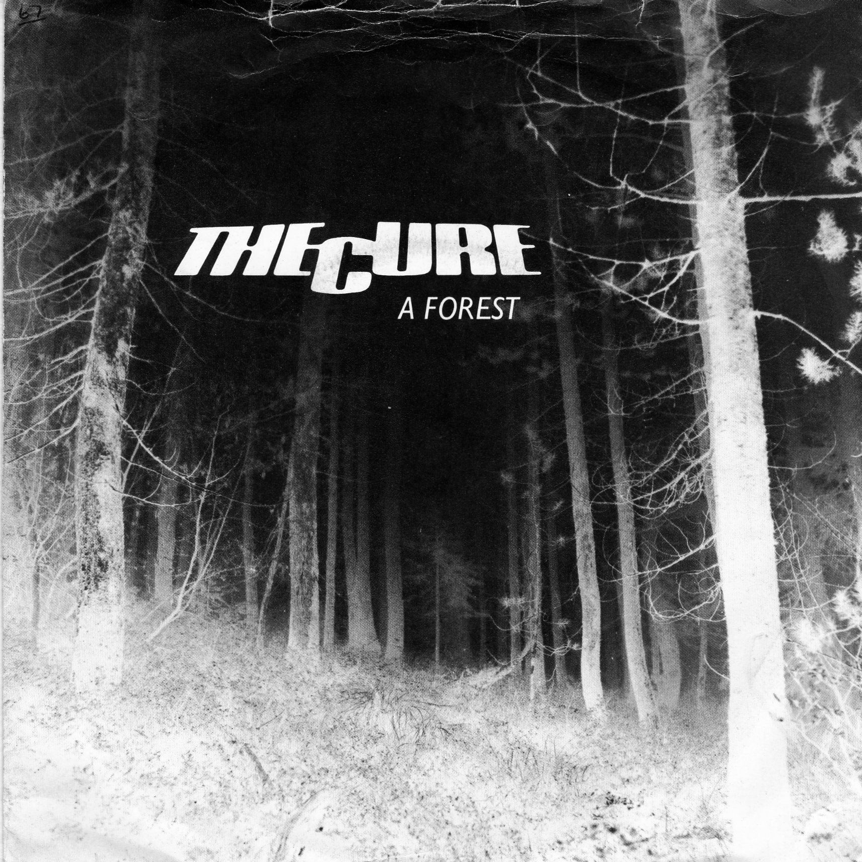 a-forest.jpg