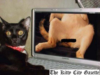 Kitty+Porn.jpg