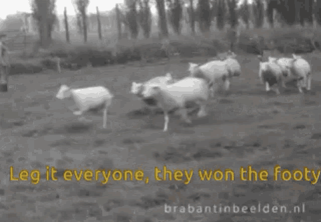 sheep.gif