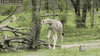 200w.gif