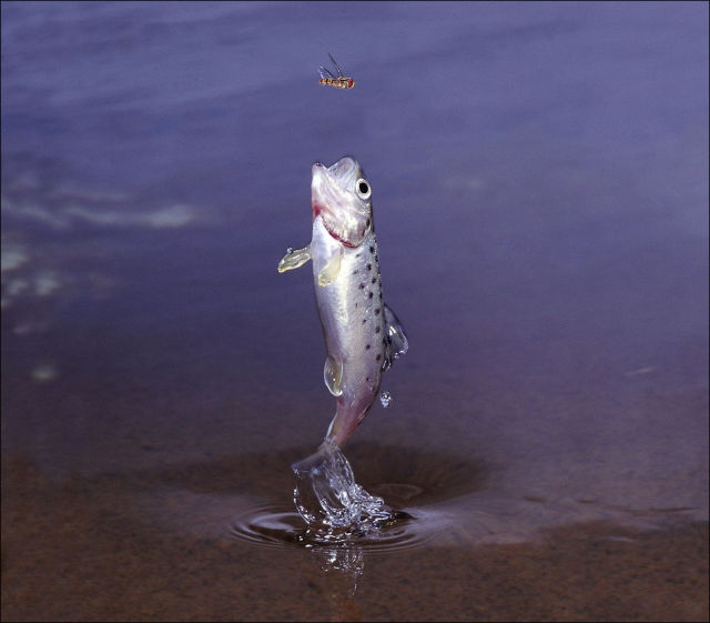how_trout_catches_its_prey_640_02.jpg