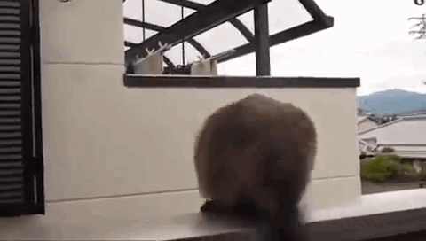 Twoq.gif