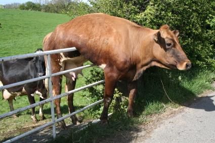 fence+sitter.jpg