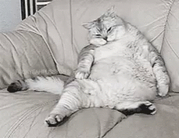 cat-fat.gif