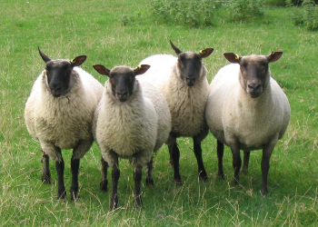 sheephome.jpg