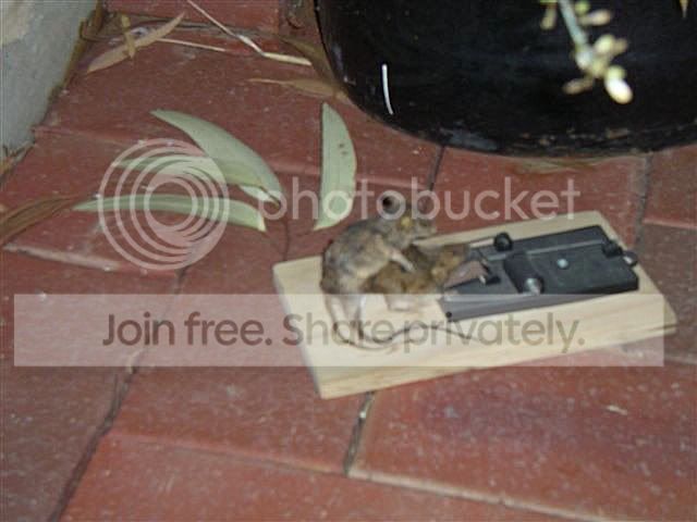 rat2.jpg