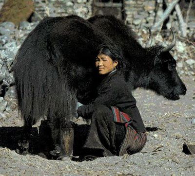 milking+Yak.jpg