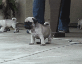PKViri5.gif