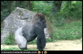 afa429d307bec5b63d4fd1f2a07cd7fb.gif