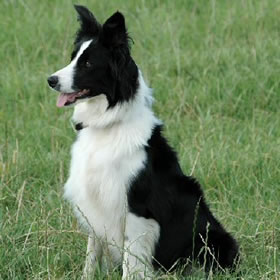 sheepdog.jpg