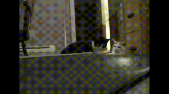 tumblr_od3my1h8fI1vpx940o1_1280.gif