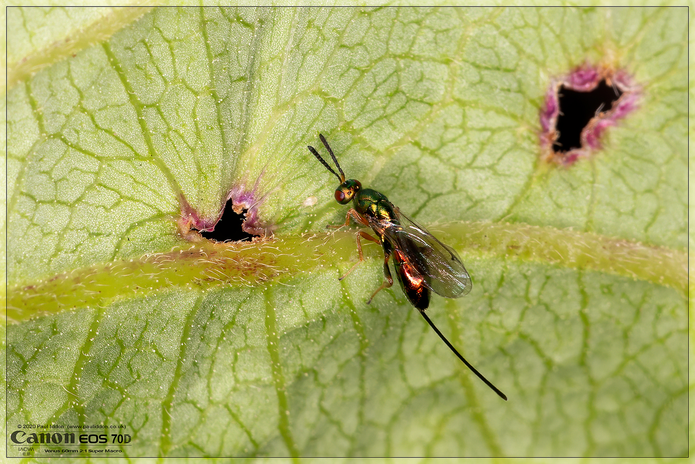 parawasp01.jpg