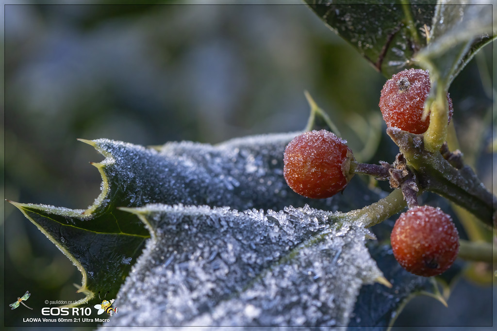 Holly_Berry_b-XL.jpg