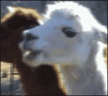 tumblr_n5zopd3ruH1s8ln91o1_400.gif