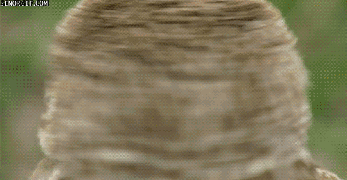 h1161954F