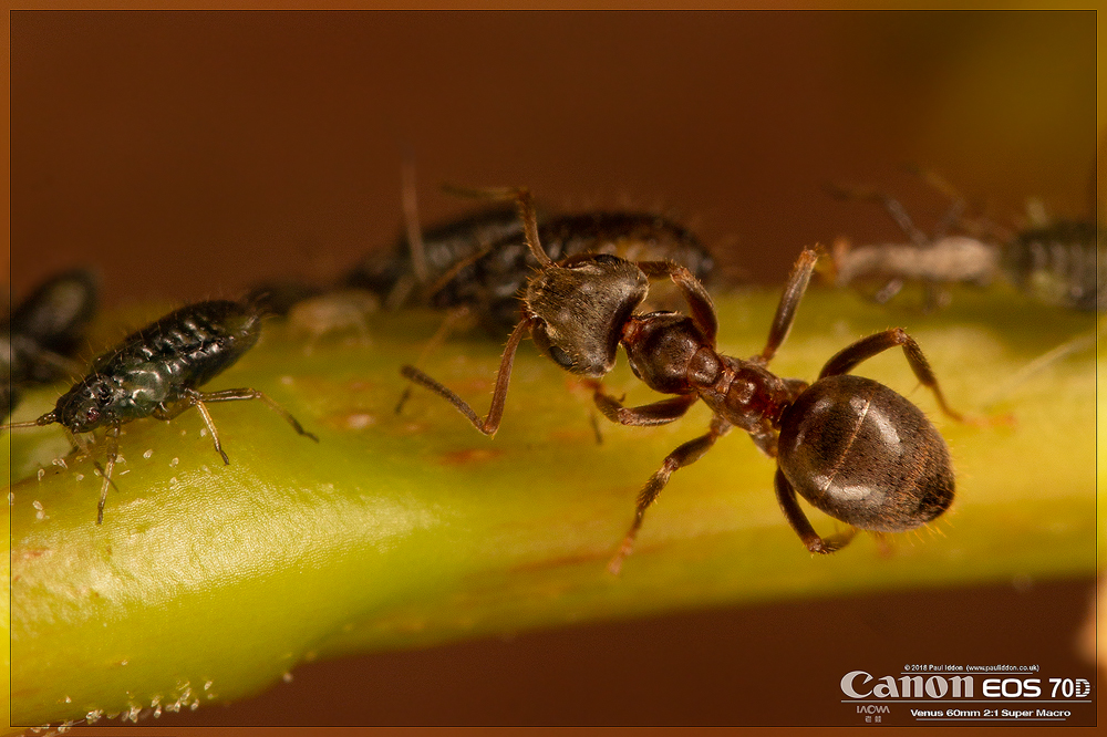 1000Ant1.jpg