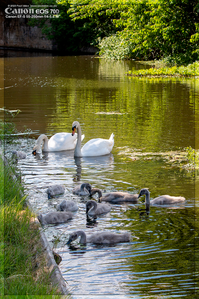 swans03framed.jpg