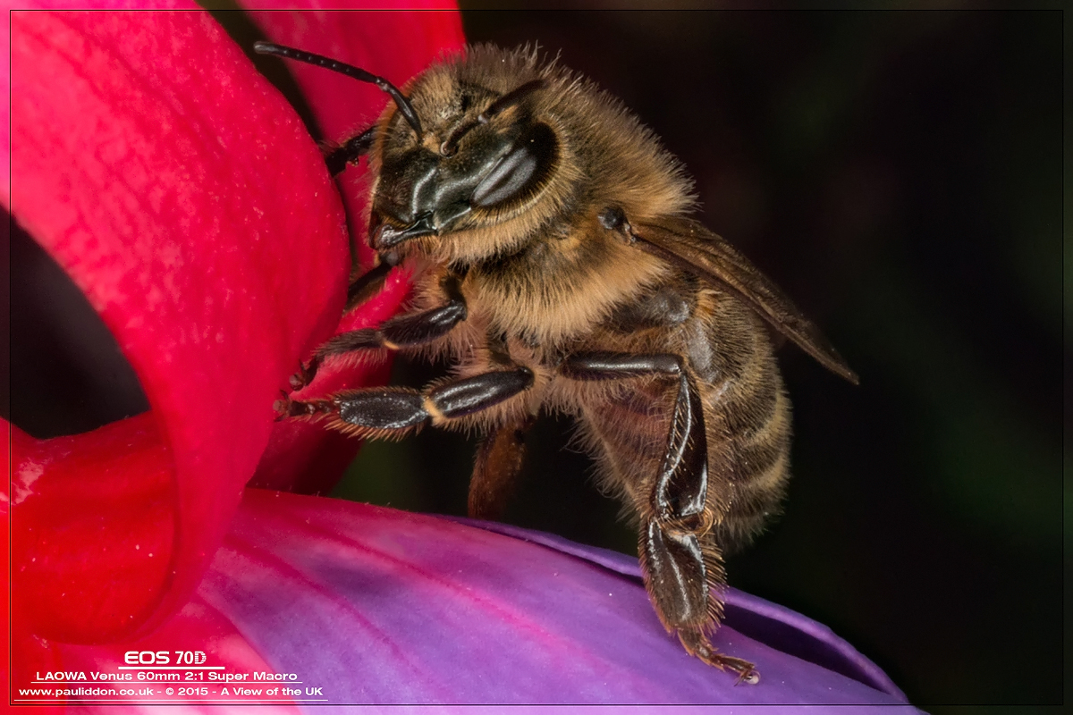 1200bee1_1.jpg
