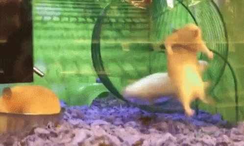 hamster-29.gif