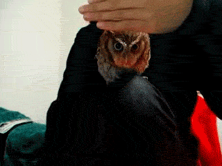 tumblr_lleyto0PTR1qcg8s1o1_400.gif
