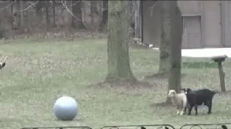 tenor.gif