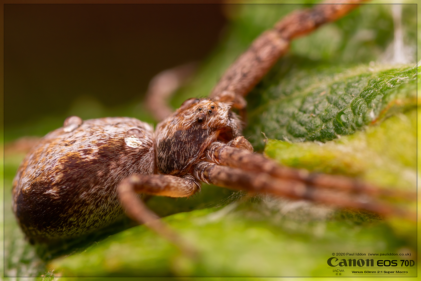 flatspider1.jpg