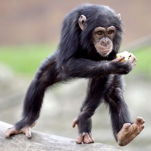 pg2_a_chimp_300.jpg
