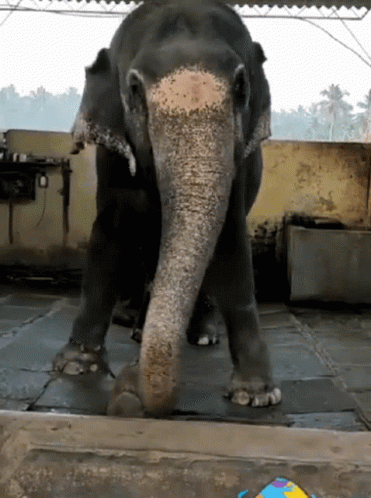 elephant-dance-dancing.gif