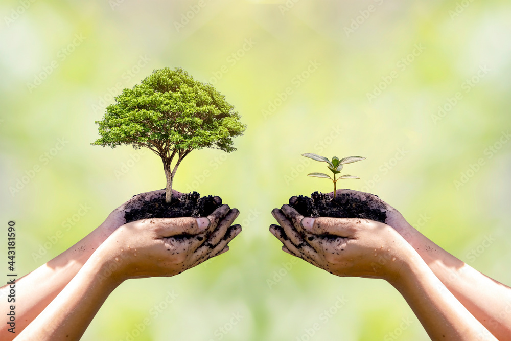 Exchange hand holding small tree with hand big tree environmental ...