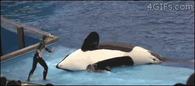 VWHwzRf.gif