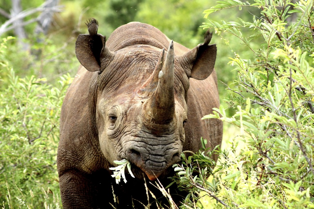 rhino.jpg