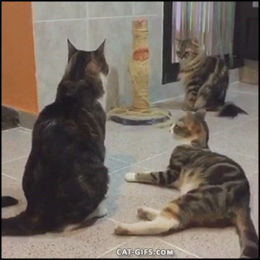 tumblr_obflwfiURq1vpx940o1_400.gif