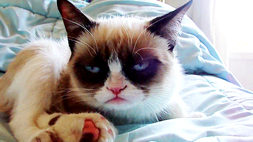 31122-Grumpy-Cat-hates-TV-gif-Cm3Y.gif