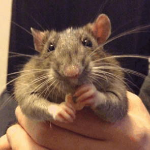 tumblr_ob49t5Ceds1tgr2cso1_400.gif