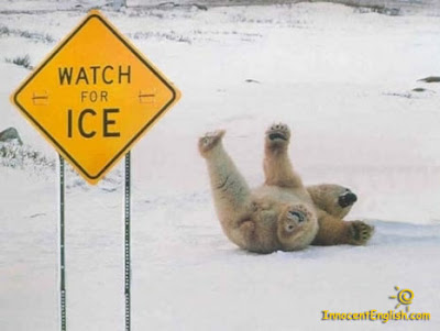 PolarBear-Funny.jpg