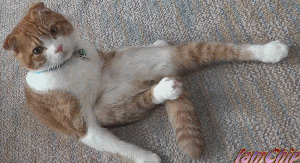 1326631523150.gif