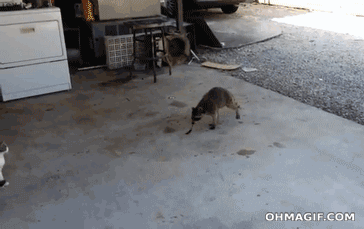 raccoon.gif