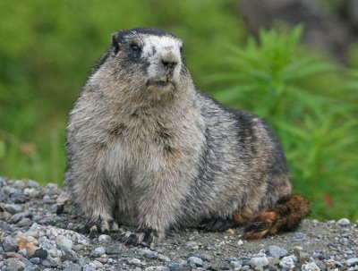 HoaryMarmot.jpg