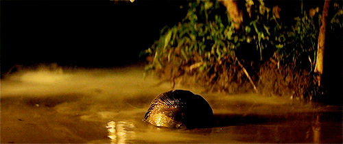 tumblr_nkzwbmuk8A1rlx538o1_500.gif