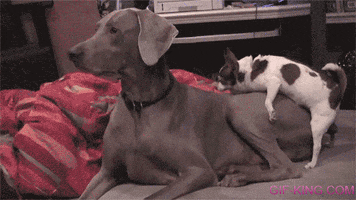 200.gif
