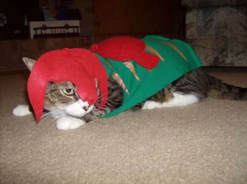 tumblr_ls5mnl45jT1qa6z3eo1_500.jpg
