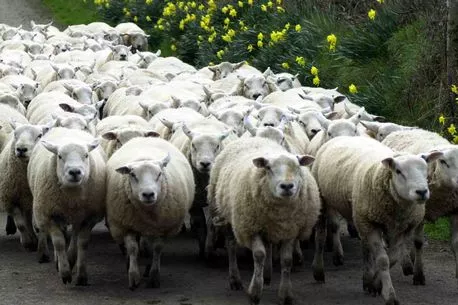 sheep.jpg