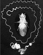 fruit-fly.jpg
