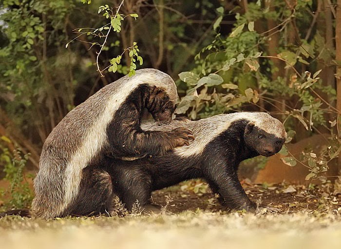 honeybadgers.jpg