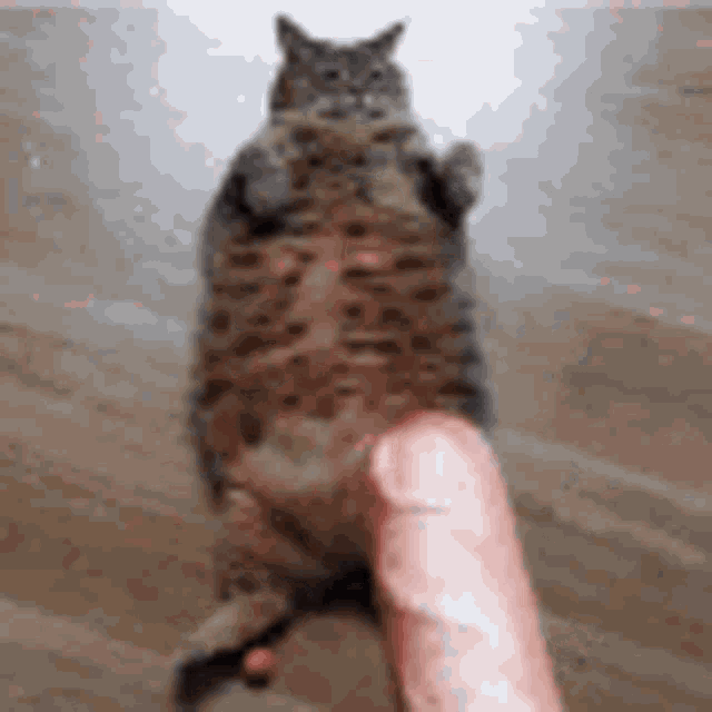 cat-baguette.gif