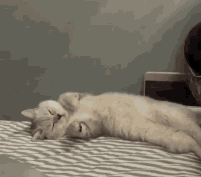 kitten-cat.gif