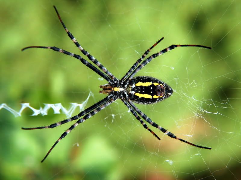 00918_backyardspider_1024x768.jpg