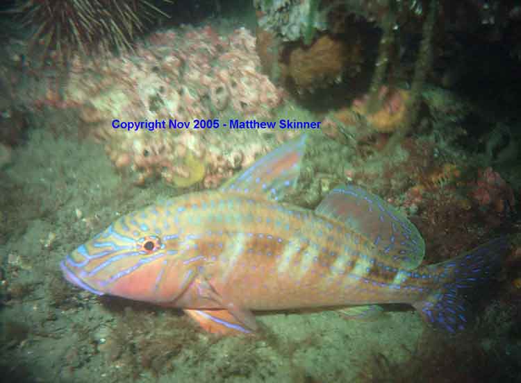 Goat-Fish.jpg