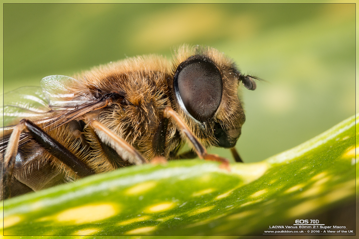 1200eristalis04.jpg