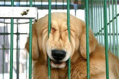 Trying+To+Escape.jpg